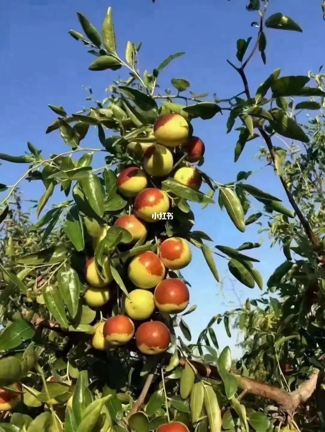 黃驊冬棗 沿海地區的瑰寶